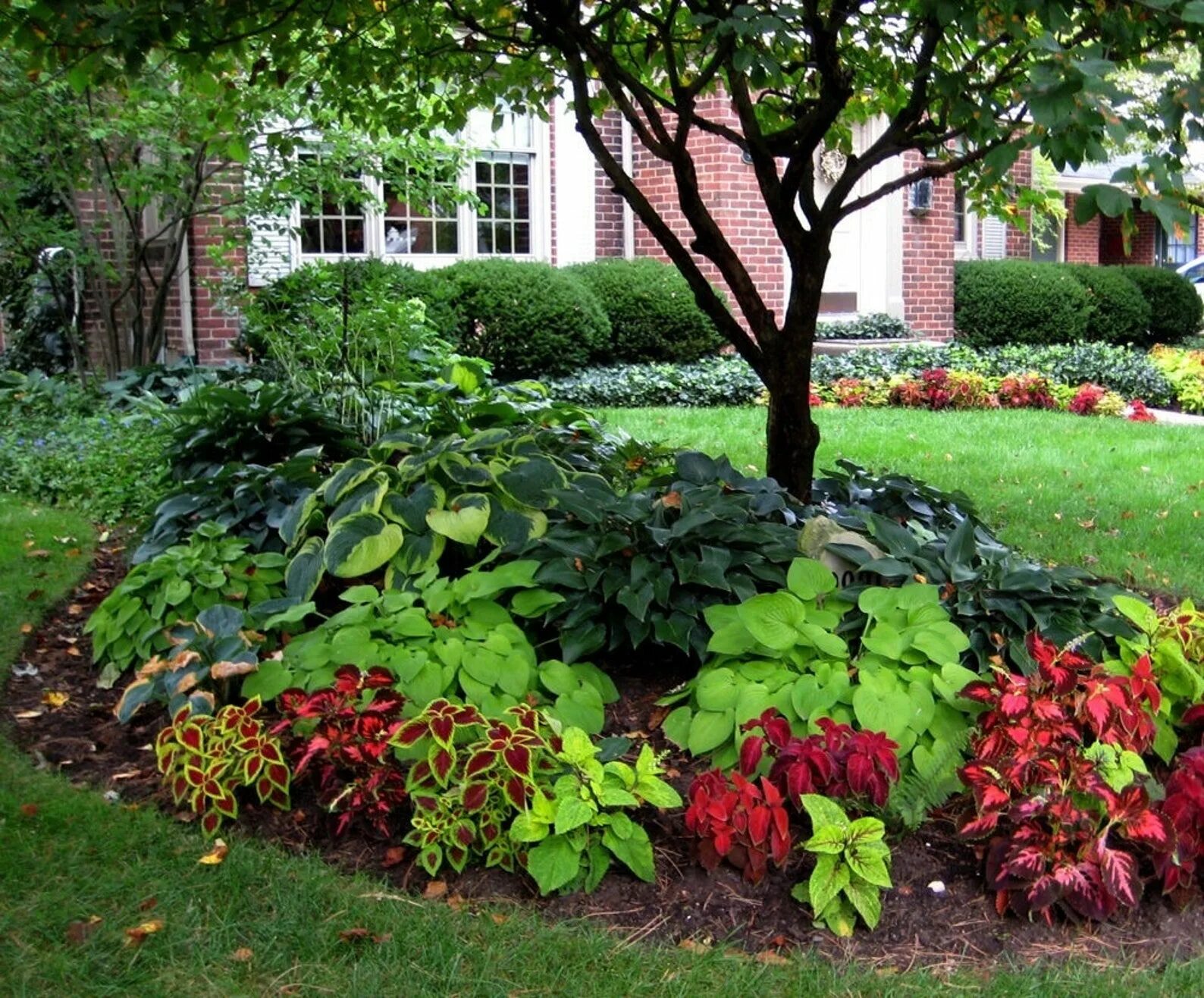 Растения на участке фото 25 COLEUS VOLCANO / Shade Loving Fast Annual or Indoor or - Etsy Shade garden de