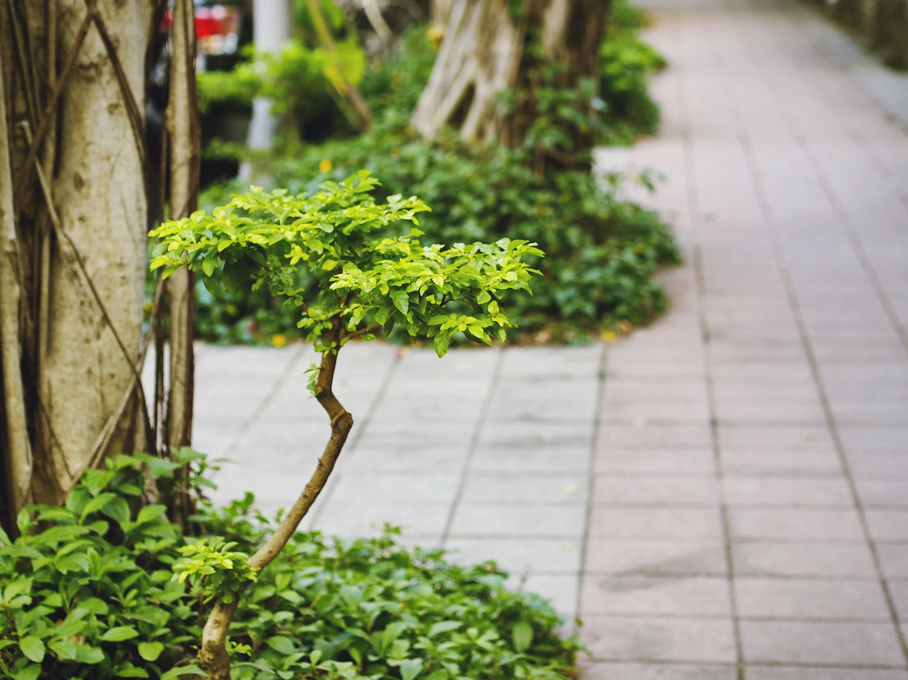 Растения на улице фото Wallpaper : garden, grass, branch, green, Taipei, Taiwan, walkway, bonsai, flowe