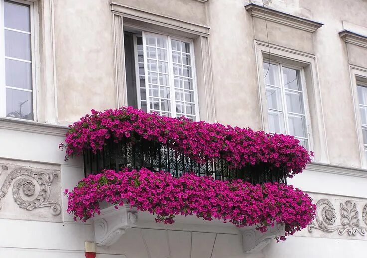 Растения на улице фото Love affair with Bougainvillea Plantas para varanda, Jardim para varanda pequena