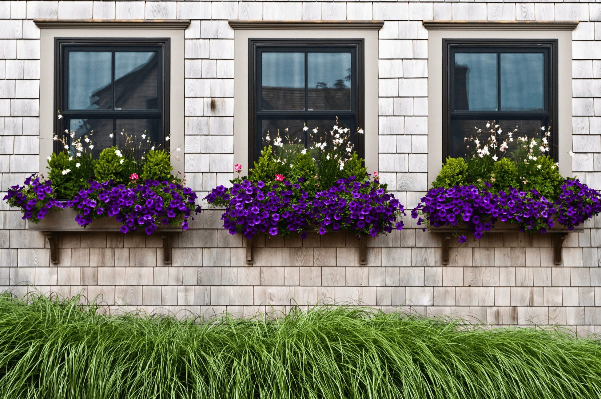 Растения на улице фото Moving Company Quotes & Tips to Plan Your Move MYMOVE Window box flowers, Window