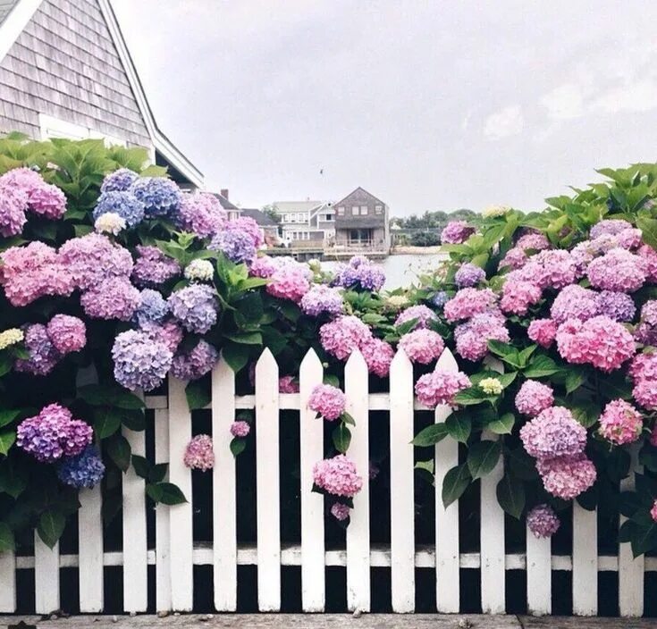 Растения на заборе фото Pin on Aesthetics Hydrangea garden, Flower garden, Dream garden