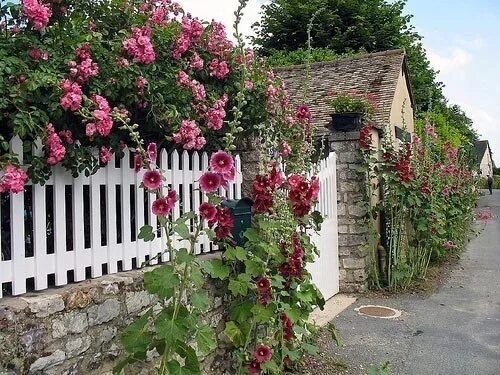 Растения на заборе фото Rue Claude Monet Cottage garden, Garden design, Front garden