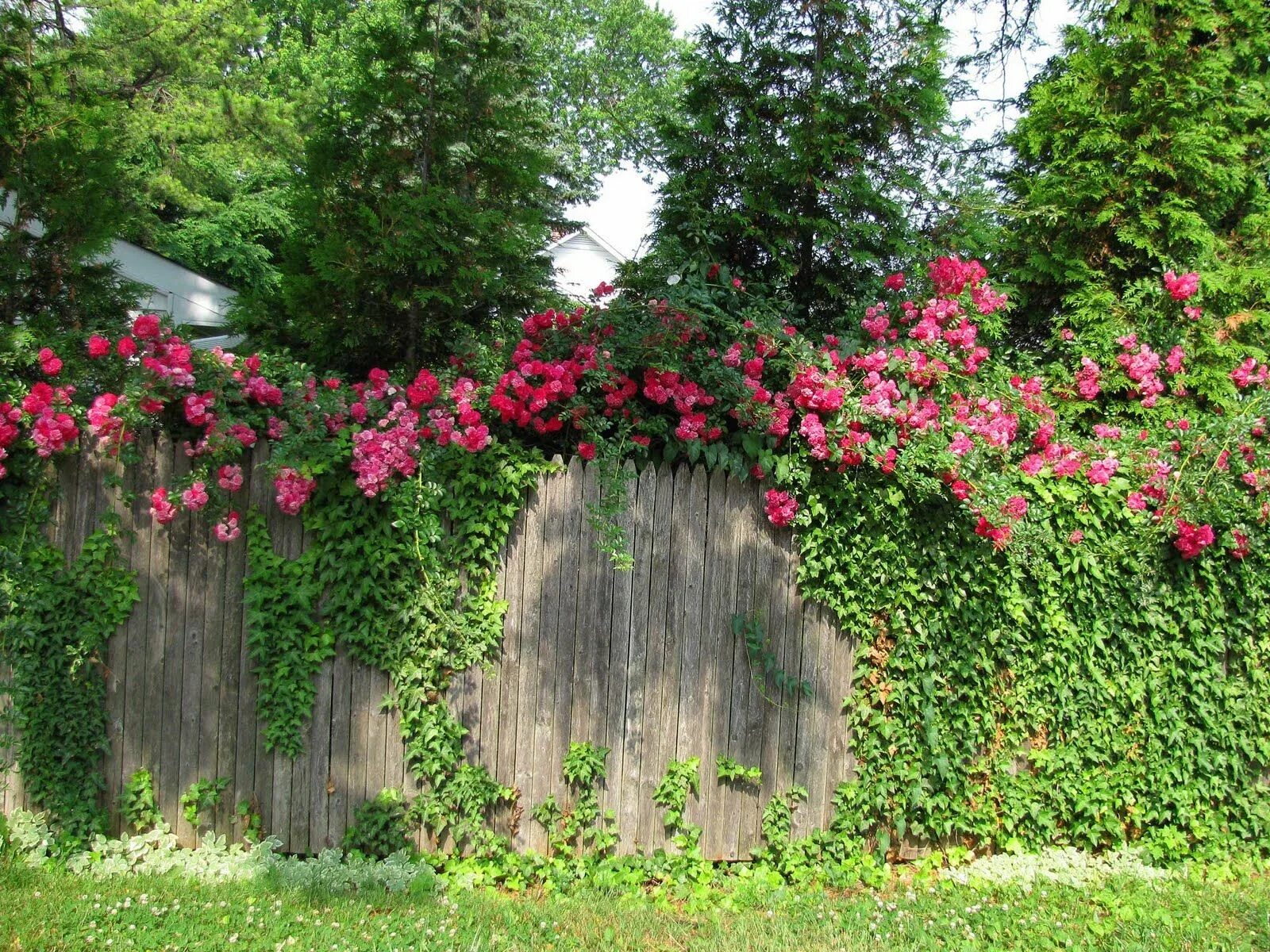 Растения на заборе фото I would love to have a fence all overgrown like this Garden, Shade garden, Perma