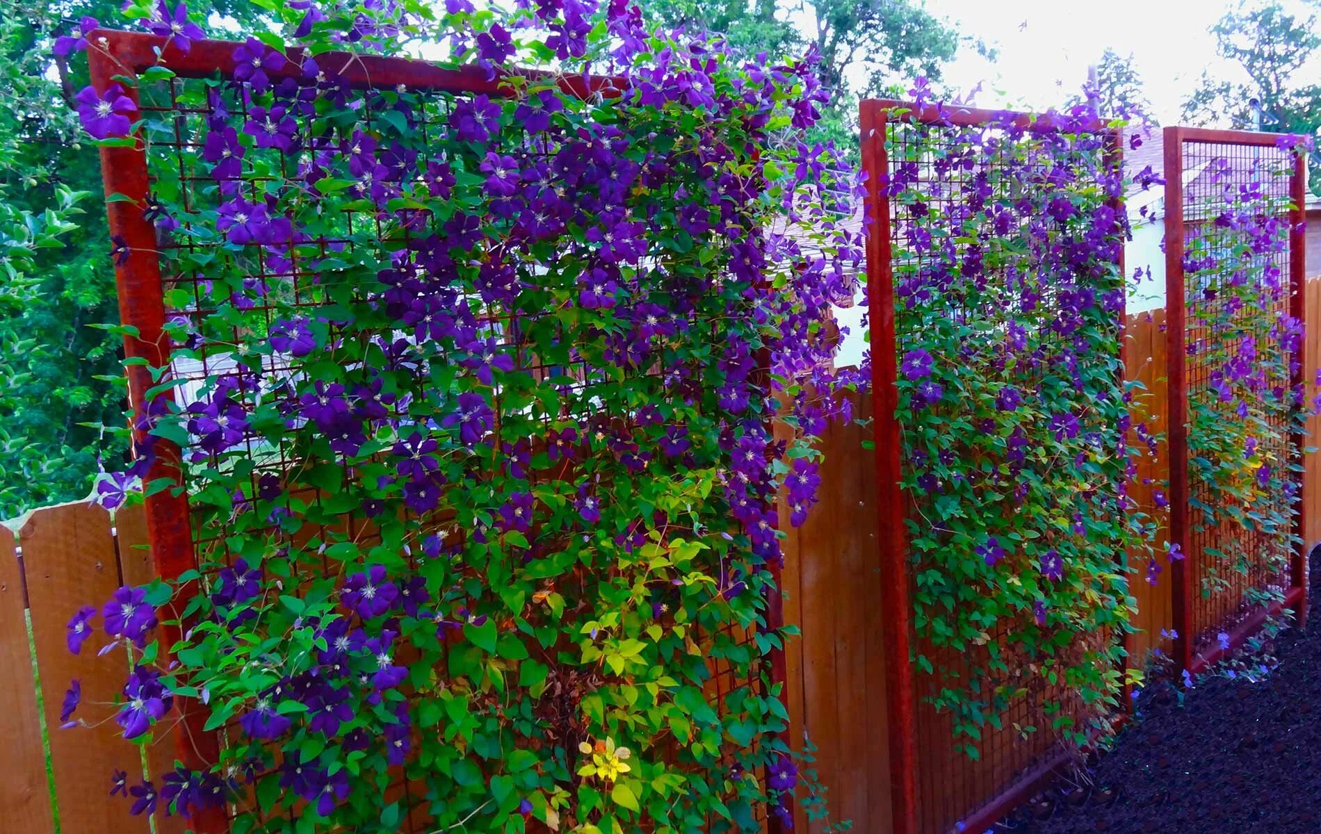 Растения на заборе фото Steel trellis adorned with purple clematis vines in Modern Outdoor Living Space 