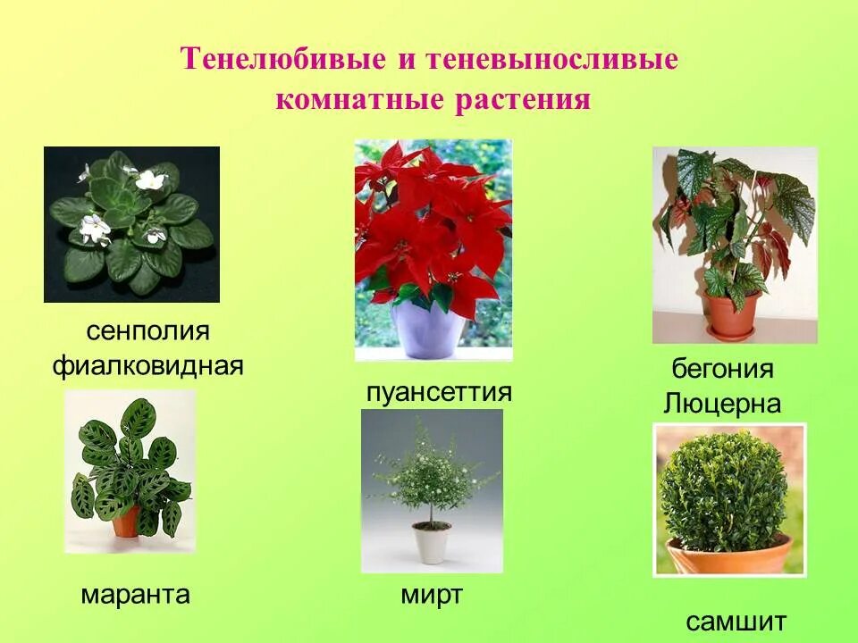 Растения не цветут фото и названия Удивительный мир комнатных растений - БУ "Сургутский районный комплексный центр 