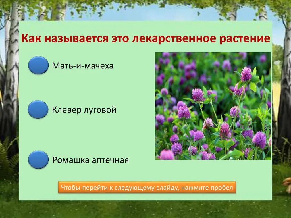 Растения нижегородской области фото и описание Лекарственные растения Нижегородской области. Тест - презентация онлайн