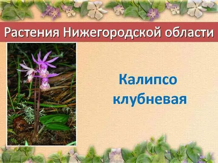 Растения нижегородской области фото и описание Картинки ЦВЕТЫ НИЖЕГОРОДСКАЯ ОБЛАСТЬ