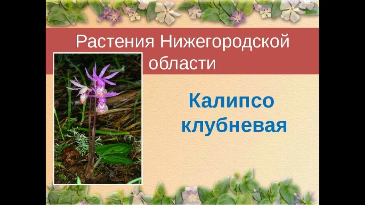 Растения нижегородской области фото и описание растения красной книги - YouTube