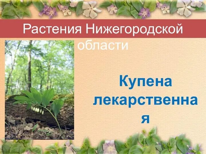 Растения нижегородской области фото и описание Красная книга Нижегородской области презентация