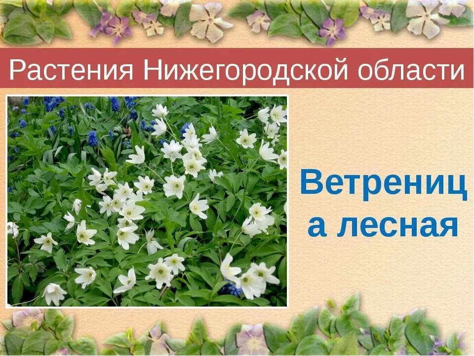 Растения нижегородской области фото и описание Картинки ЦВЕТЫ НИЖЕГОРОДСКАЯ ОБЛАСТЬ