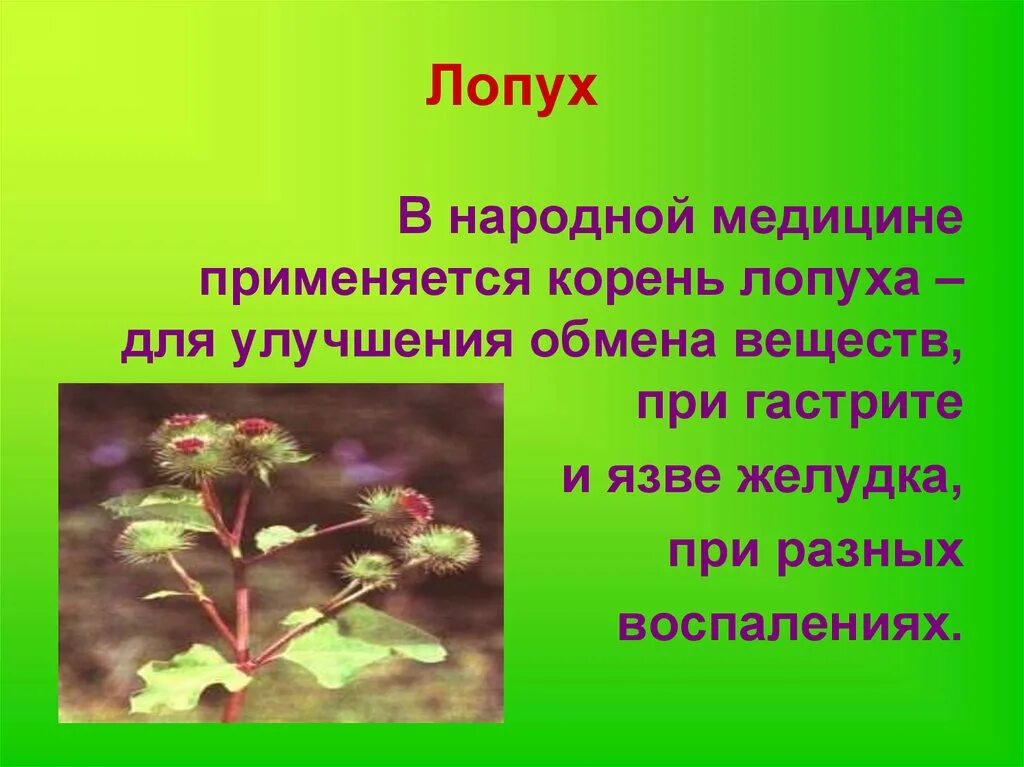 Растения нижегородской области фото и описание Лекарственные растения Нижегородской области - online presentation