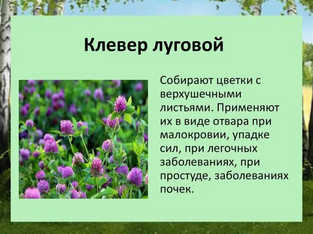 Растения нижегородской области фото и описание Клевер занесен в красную книгу