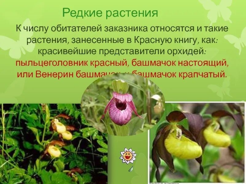 Растения нижегородской области фото и описание Картинки ЦВЕТЫ НИЖЕГОРОДСКАЯ ОБЛАСТЬ