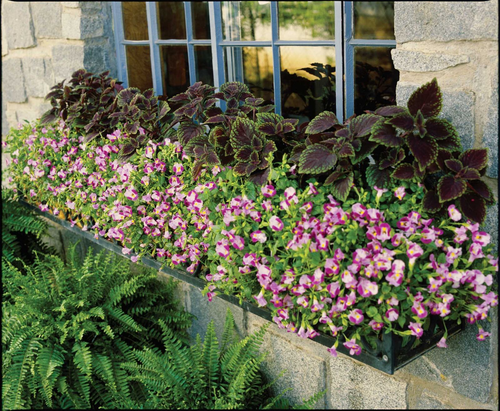 Растения открытого грунта фото Torenia: a colorful charmer for summer shade Raised garden beds, Garden beds, Ga