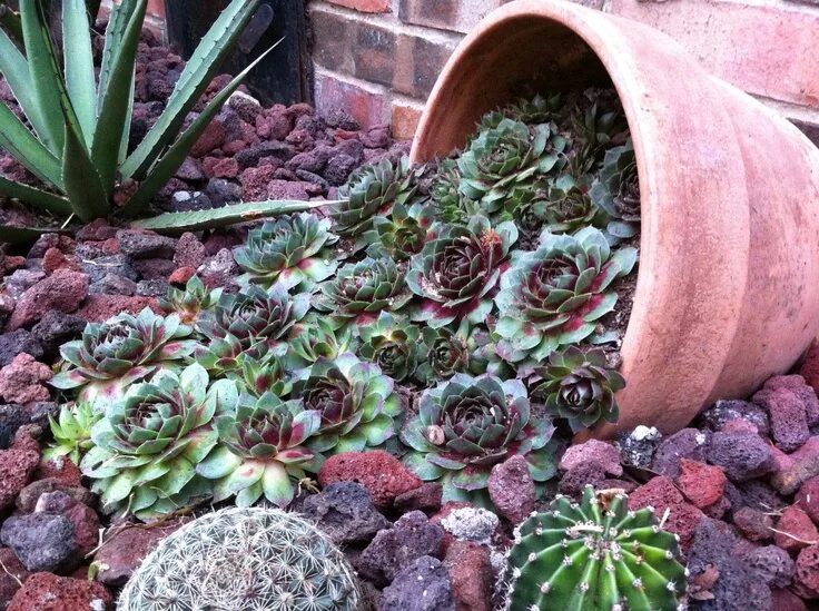 Растения открытого грунта фото I did it! This is so cool. Succulent garden landscape, Succulent garden design, 