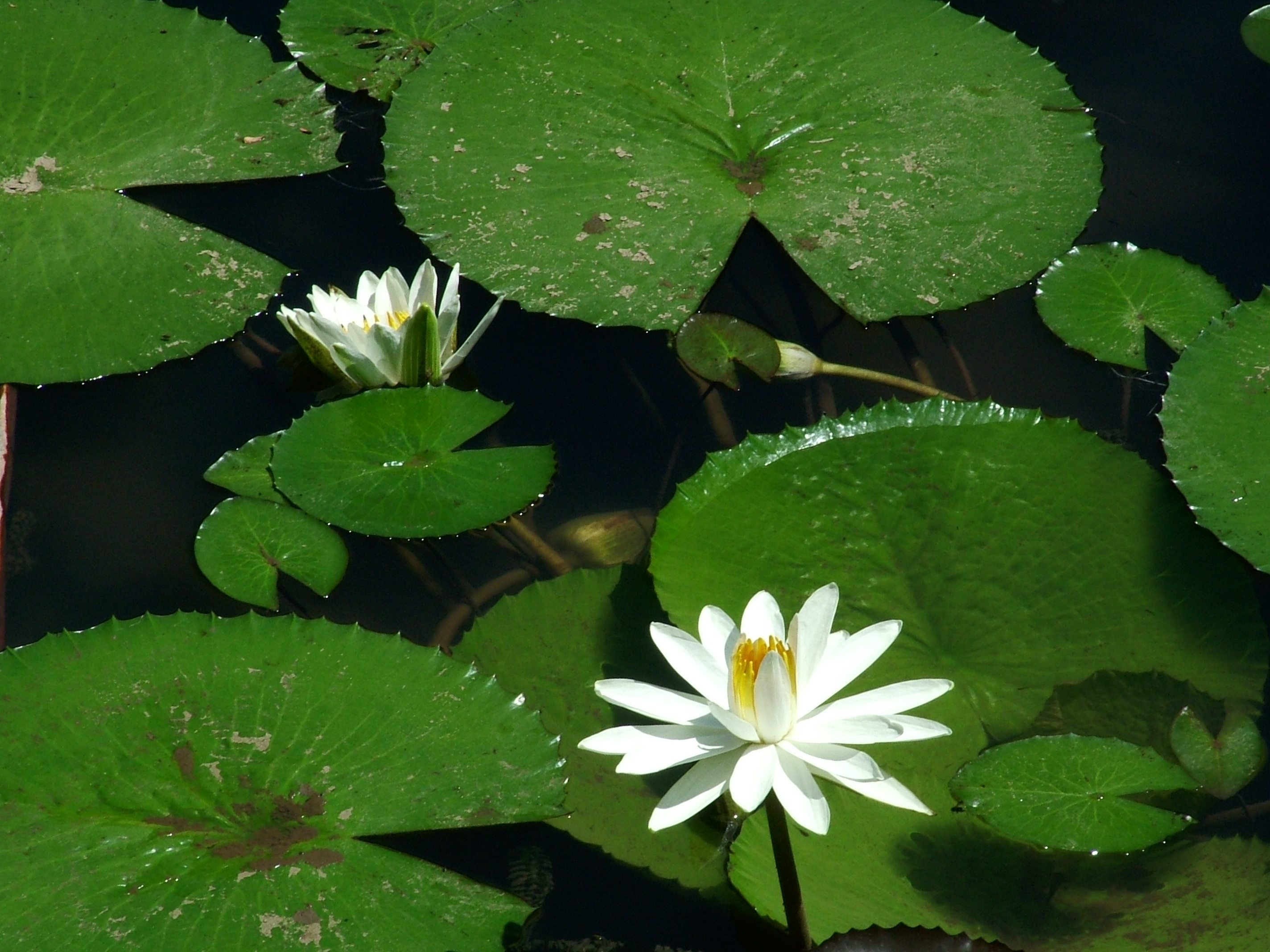 Растения озер фото Free Images : nature, leaf, flower, petal, lake, green, botany, sacred lotus, aq