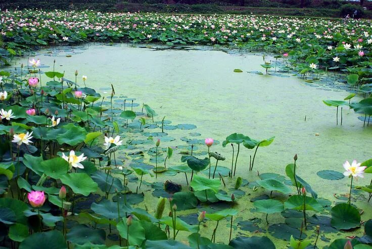 Растения озер фото Lotus lake in Kyungju South Korea Nature aesthetic, Beautiful nature, Scenery