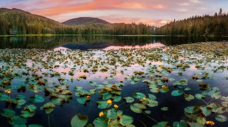 Растения озер фото Follow us fore more : Lily pads and yellow water lily flowers on a peaceful nord