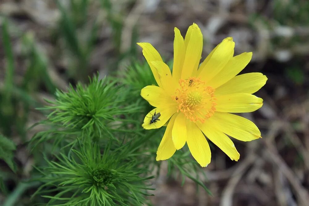 Растения пермского края фото Adonis vernalis - Image of an specimen - Plantarium