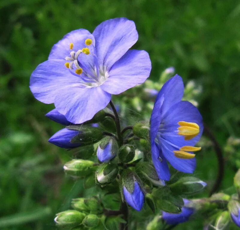 Растения пермского края фото Polemonium caeruleum - Изображение особи - Плантариум