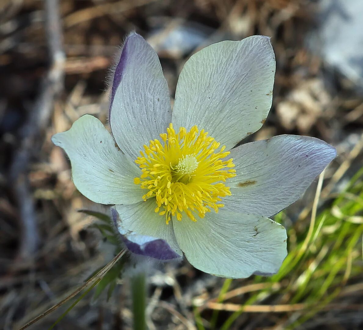 Растения пермского края фото Pulsatilla uralensis - Image of an specimen - Plantarium