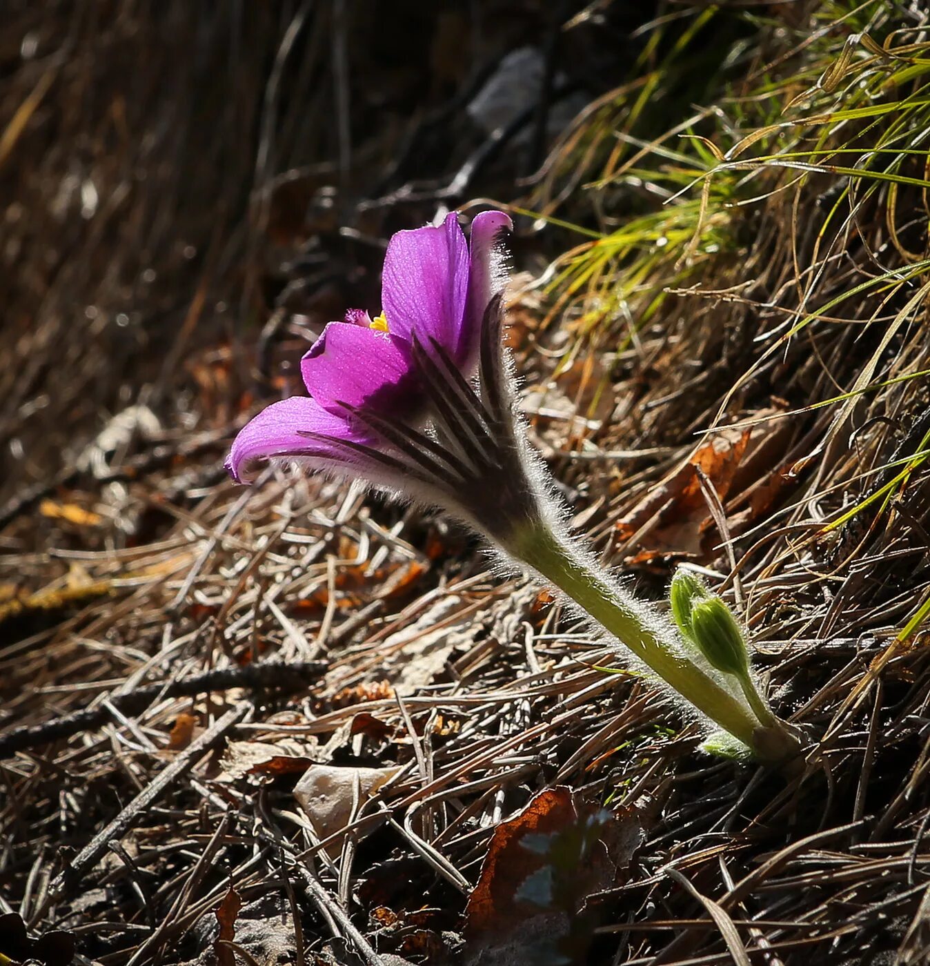 Растения пермского края фото Pulsatilla patens - Image of an specimen - Plantarium