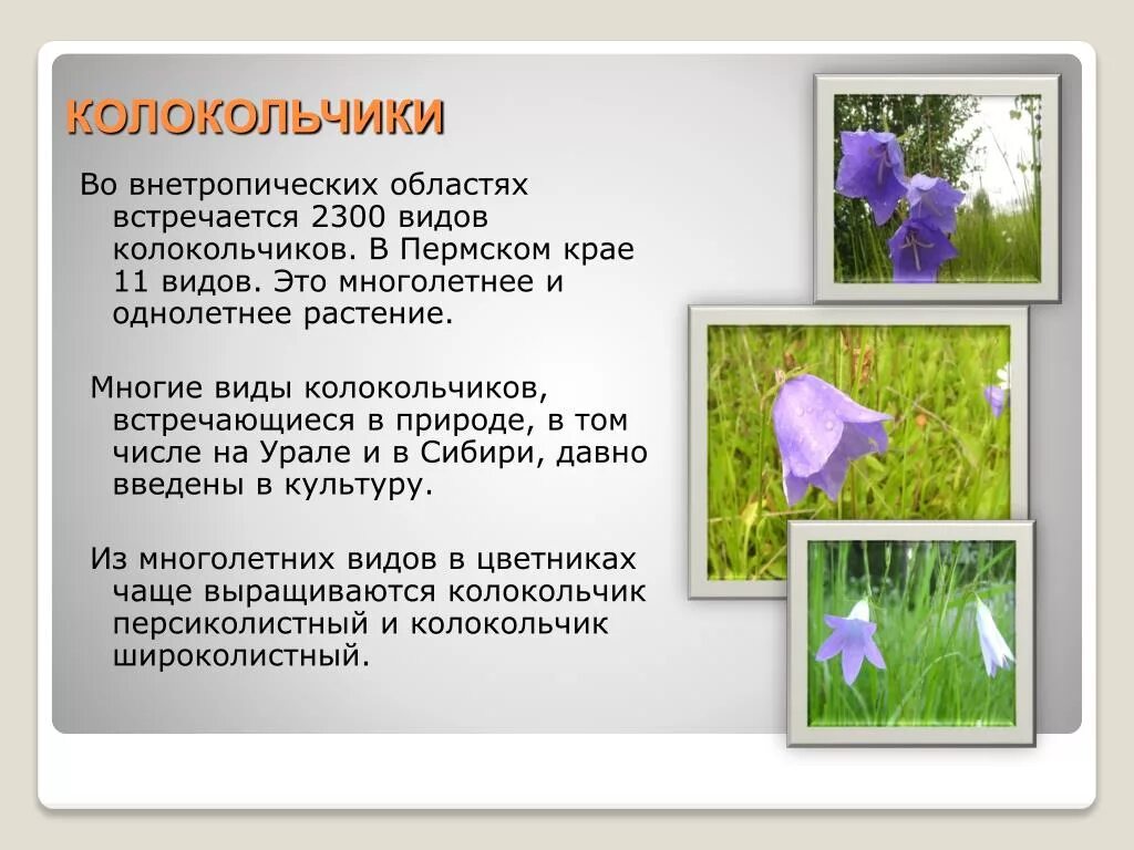 Растения пермского края фото и описание PPT - Цветковые растения ПРИКАМЬЯ PowerPoint Presentation - ID:6024255