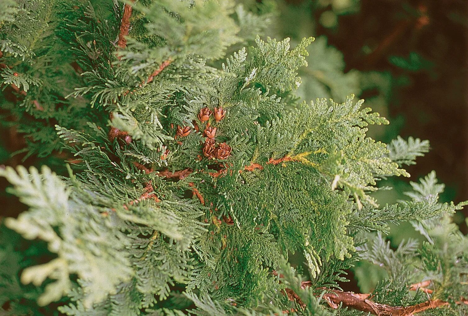 Растения похожие на тую фото и названия File:Thuja occidentalis branch.jpg - Wikimedia Commons