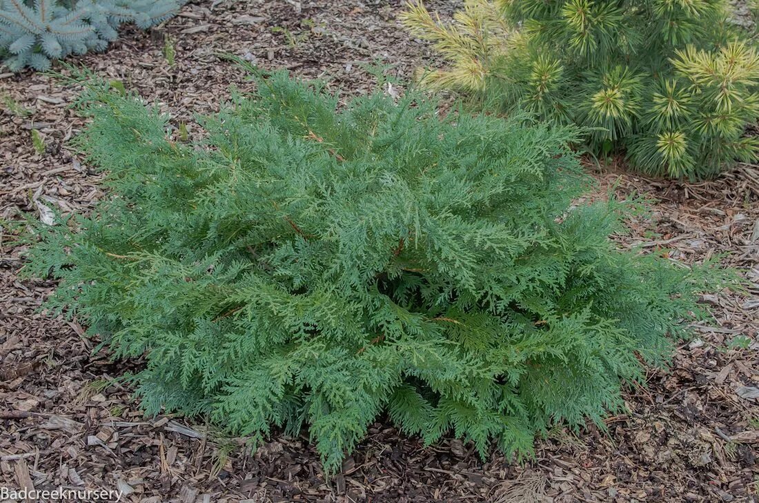 Растения похожие на тую фото и названия Thuja koraiensis 'Glauca Prostrata' 1-2' sun or part shade front bed near porch?