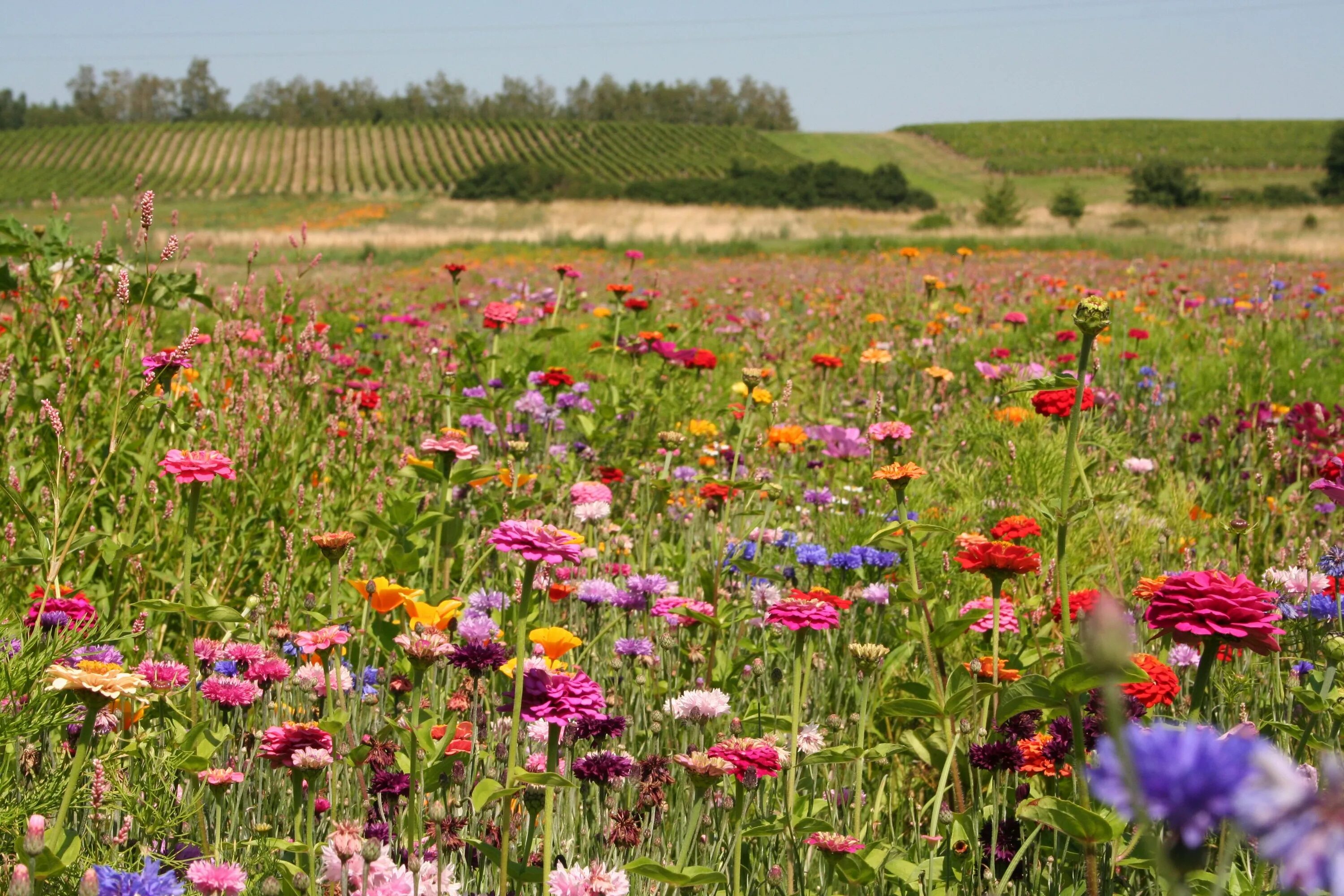 Растения полей фото Inspiration. Wild flower meadow, Natural garden, Meadow garden