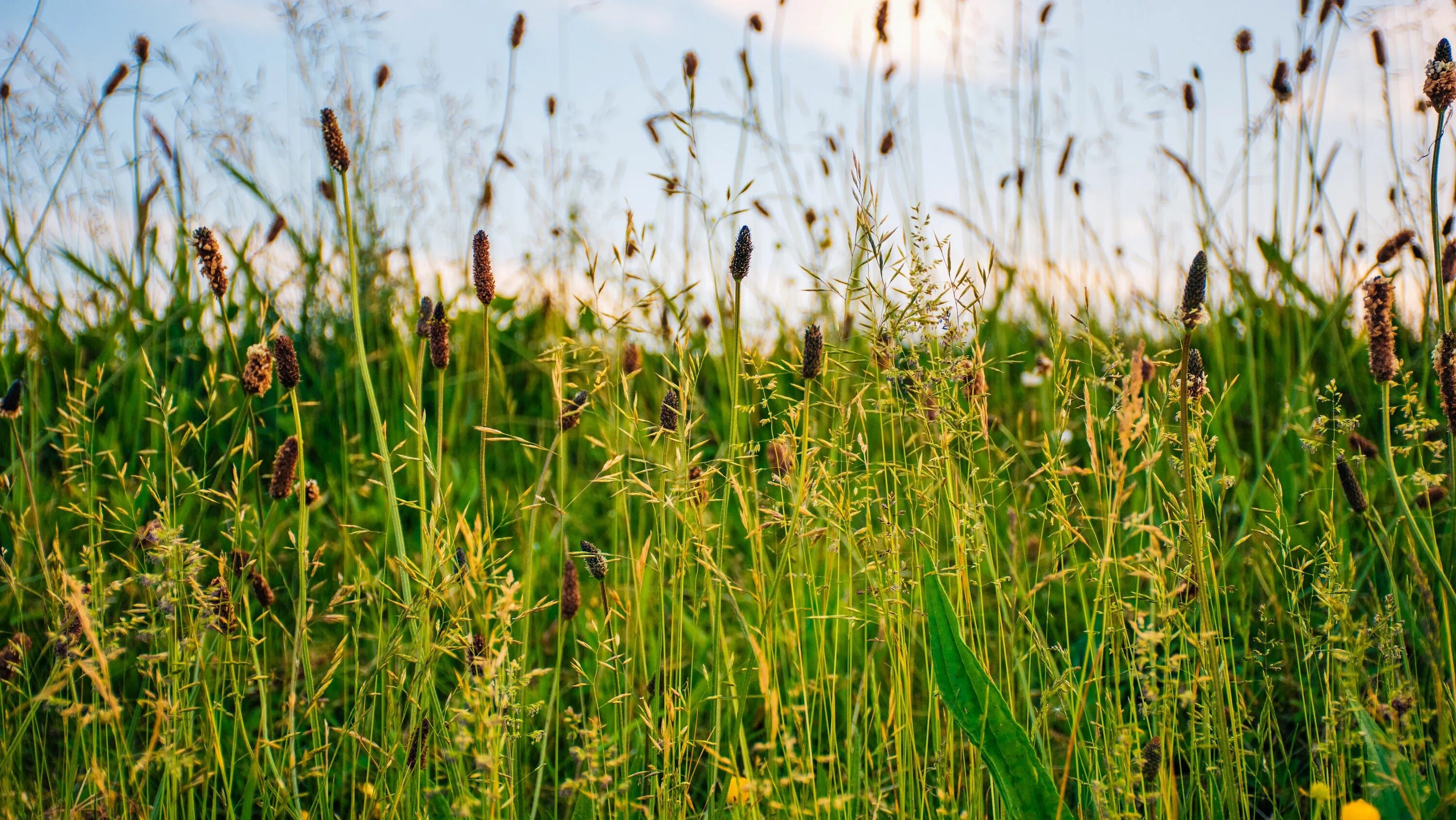 Растения полей фото grass, field, summer, green, sunny 4k Summer, Grass, Field Green fields, Grass, 