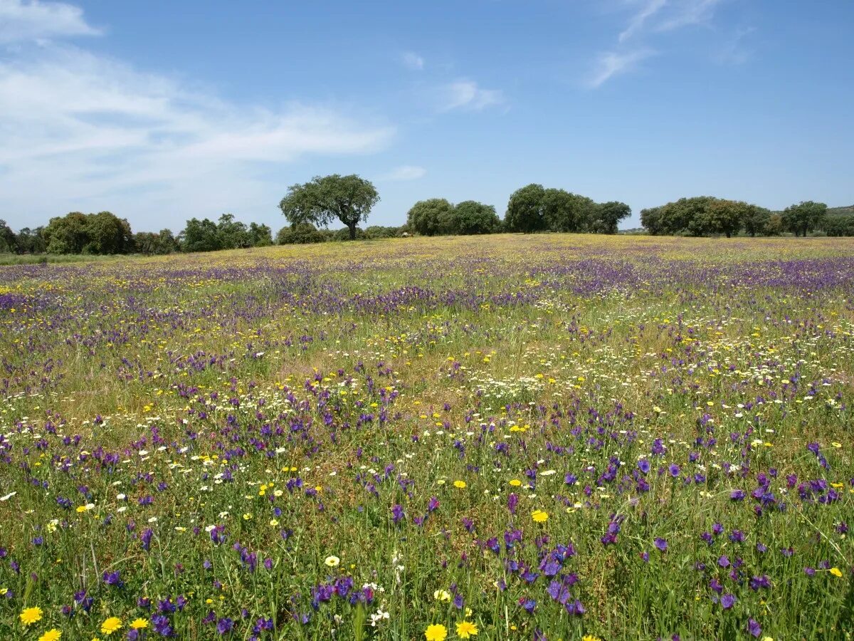 Растения полей фото Free Images : landscape, marsh, field, lawn, meadow, prairie, flower, crop, past