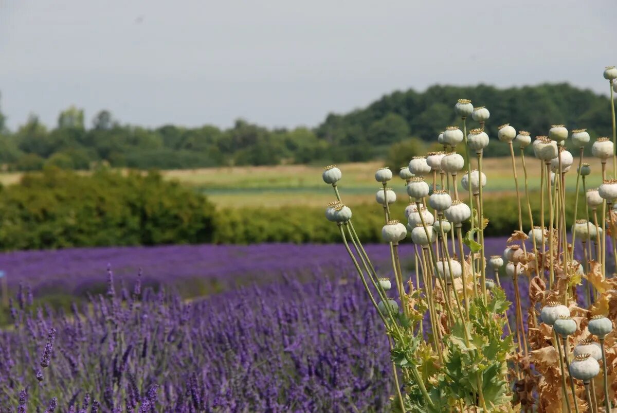 Растения полей фото Free Images : landscape, nature, forest, field, meadow, prairie, seed, flower, p