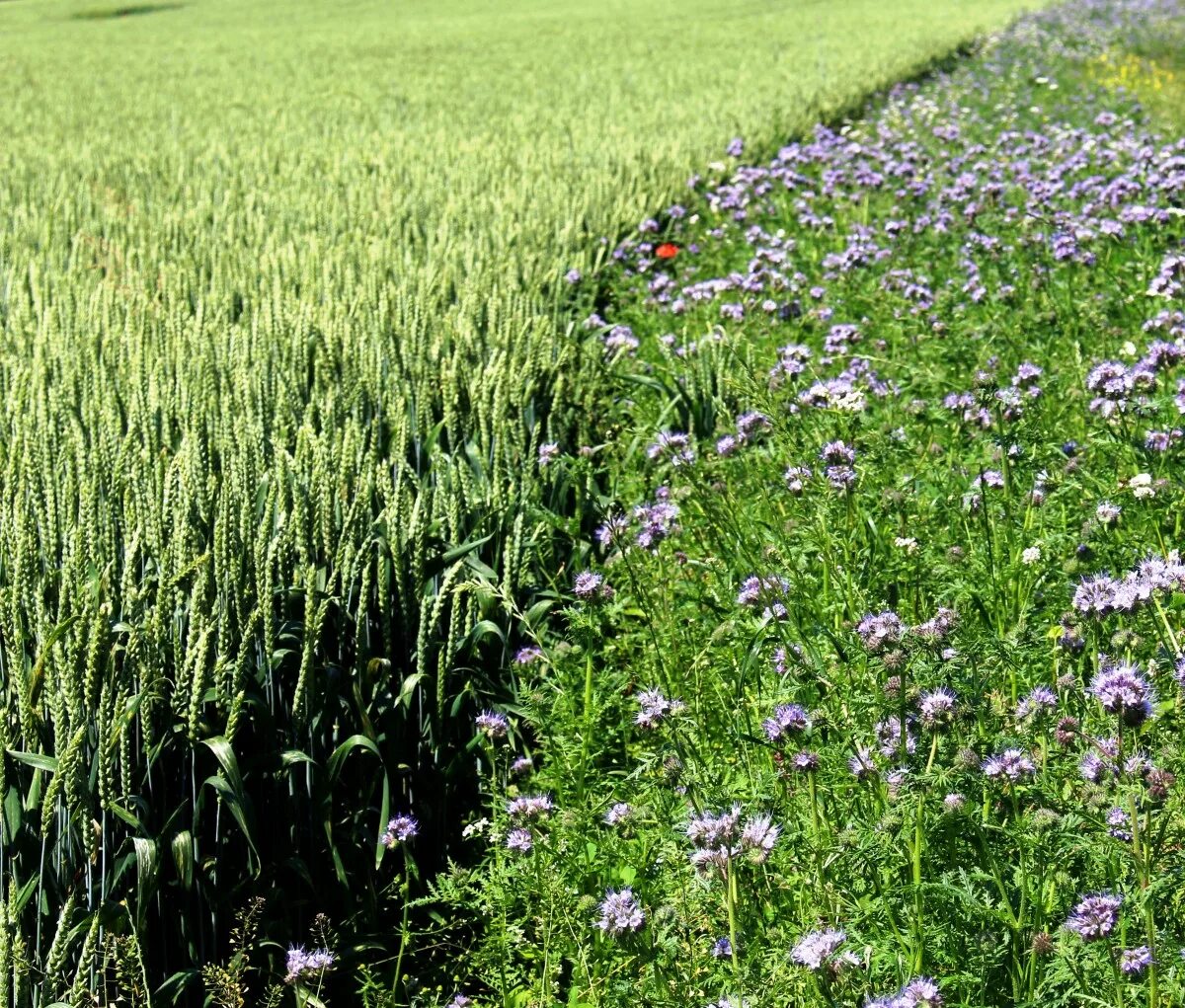 Растения полей фото Free Images : landscape, lawn, meadow, prairie, flower, herb, crop, agriculture,