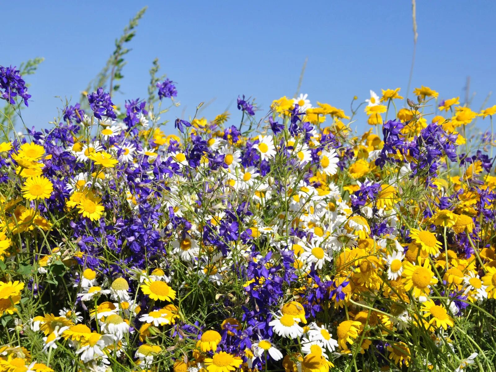 Растения полей фото с названиями Download wallpaper field, the sky, nature, plants, petals, Daisy, meadow, sectio