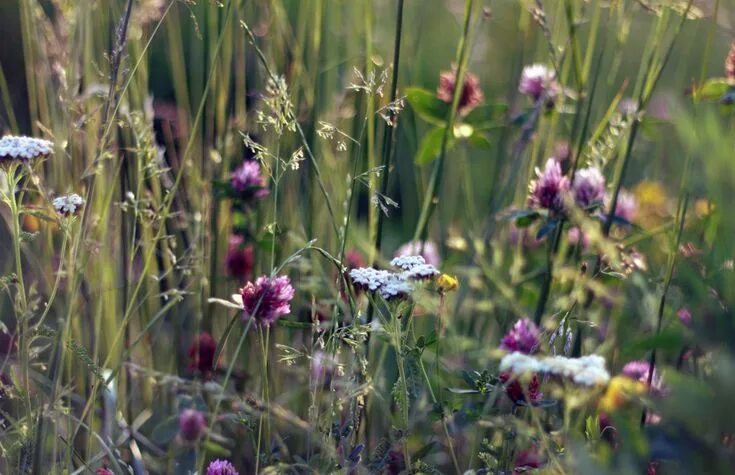 Растения полей фото с названиями The Word Of Our God Bienenfreundliche pflanzen, Blühende pflanzen, Blumen bilder