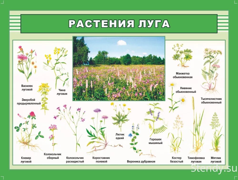 Растения полей фото с названиями Стенд Биология в кабинет биологии