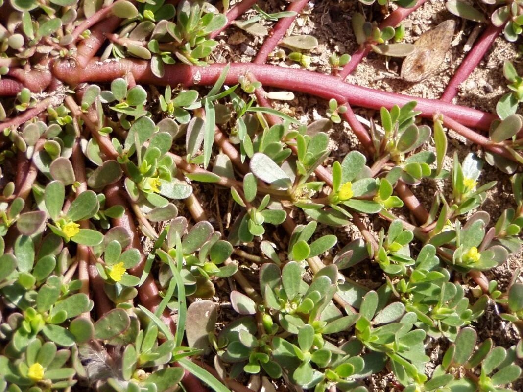 Растения портулак как выглядит фото Портулак - яркий цветочный коврик. Уход, выращивание, размножение. Махровый, ого