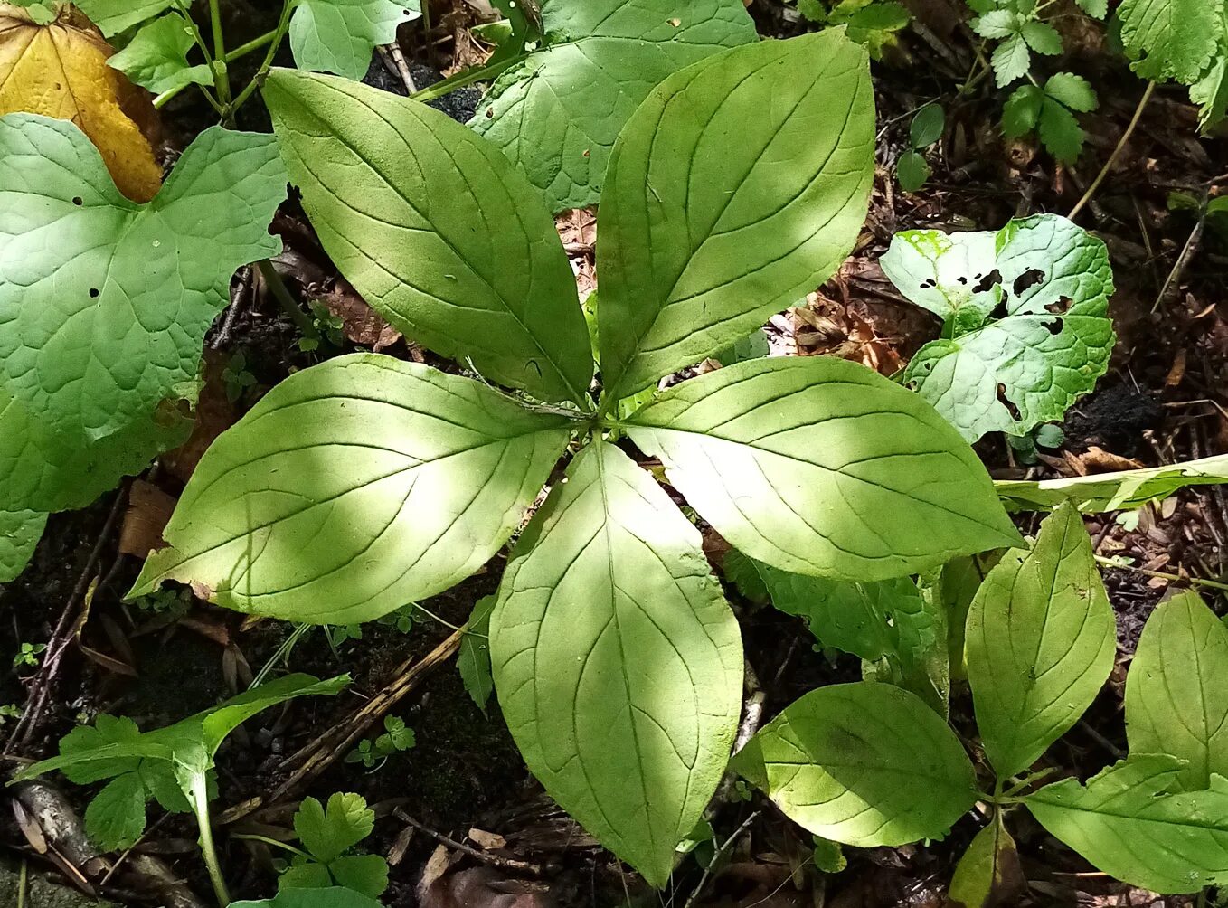 Венерин башмачок настоящий (лат. Cypripedium calceolus)