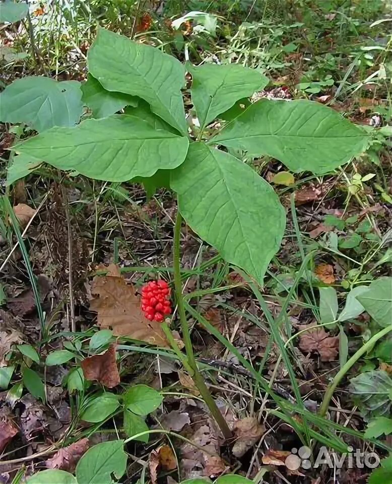 Растения приморского края фото и описание Саженцы Аризема амурская, Arisaema amurense купить в Санкт-Петербурге Товары для