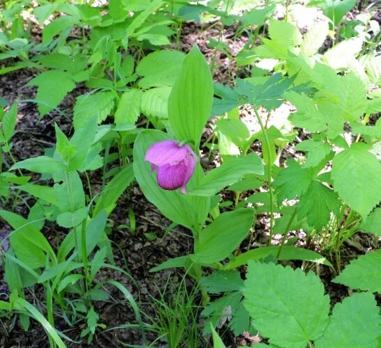 Растения приморского края фото и описание Орхидеи в природе - Страница 21 - Некоммерческая ассоциация любителей орхидей