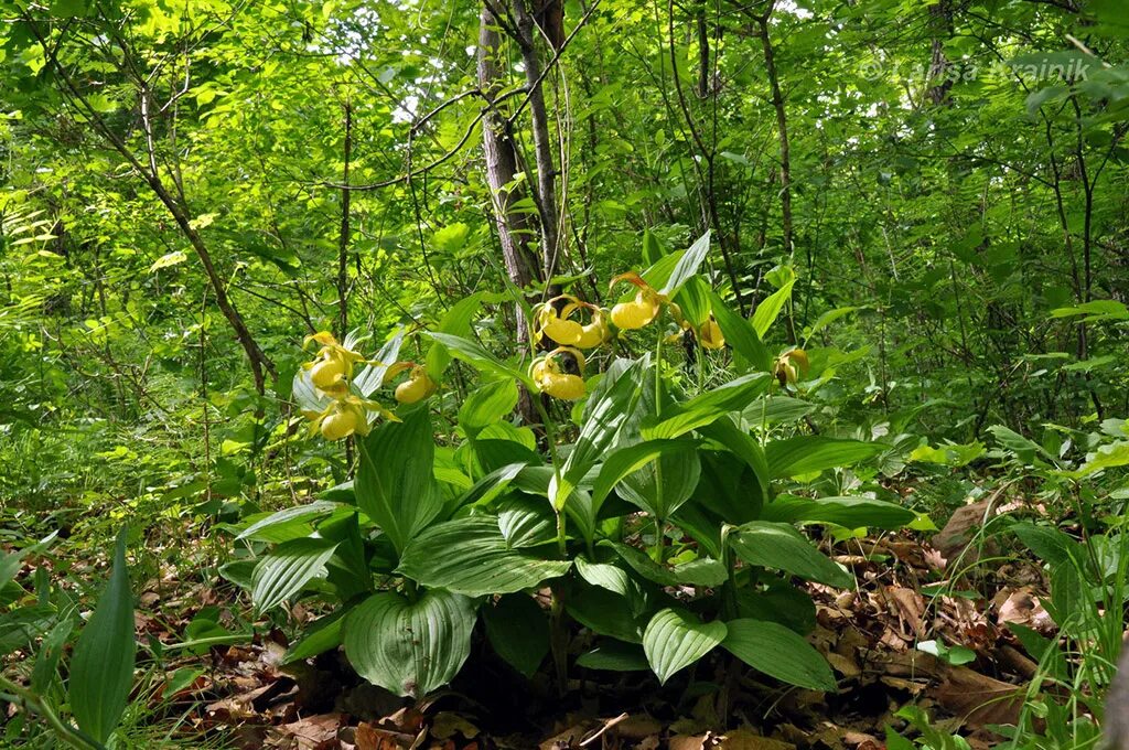 Растения приморского края названия и фото Венерин башмачок настоящий (лат. Cypripedium calceolus)