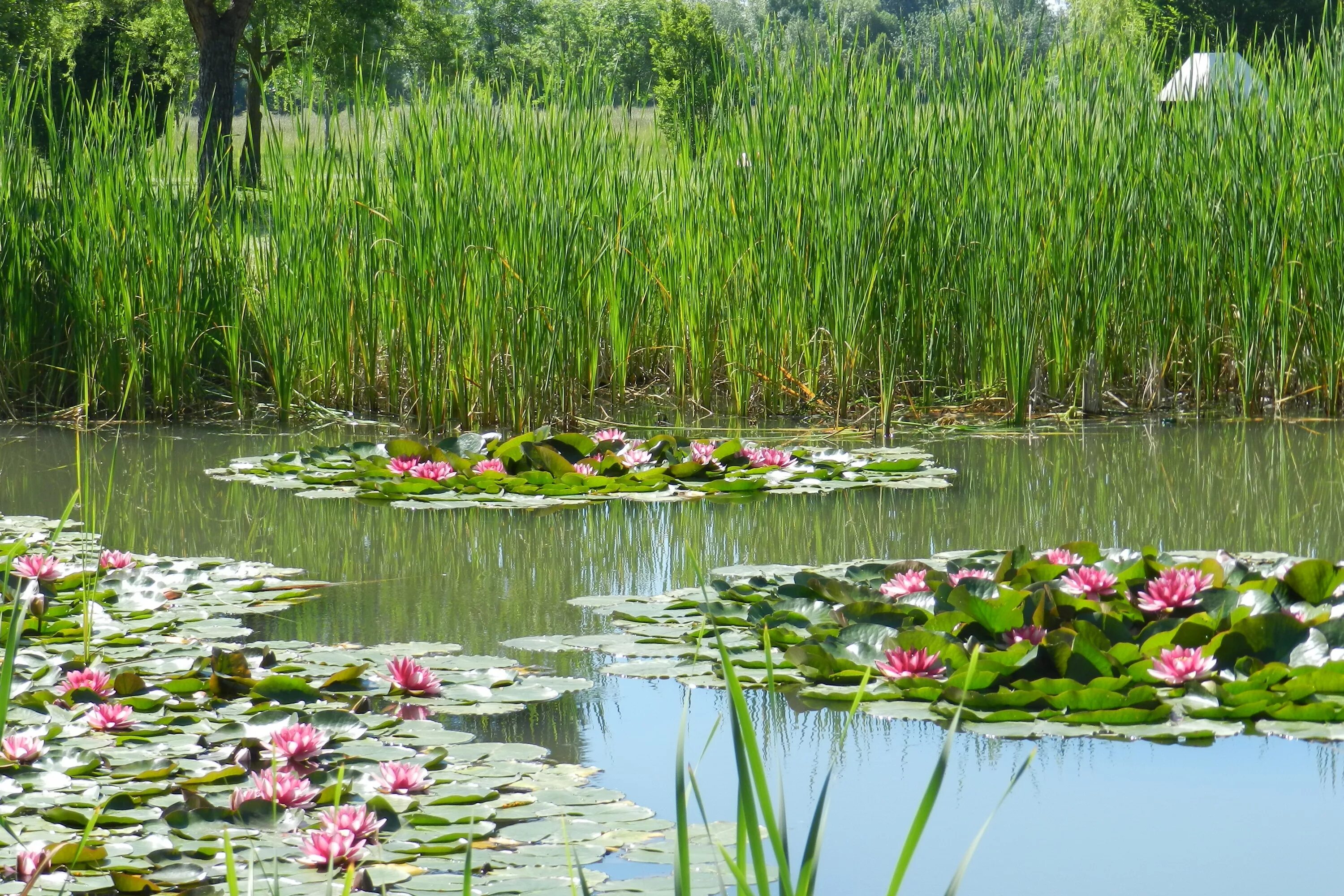 Растения рек фото Free Images : nature, swamp, meadow, flower, parking, river, botany, pink, aquat