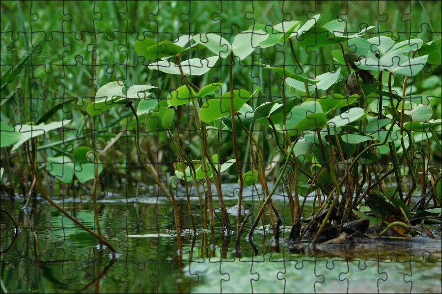 Растения рек фото Магнитный пазл 27x18см."Вода, зеленый, водные растения" на холодильник - купить 