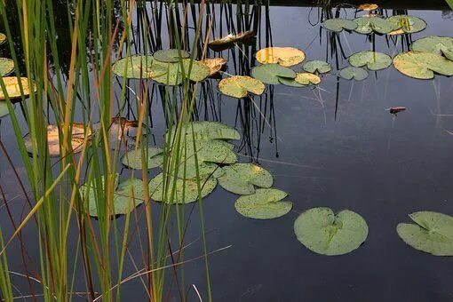 Растения рек фото Discover and download free images - Pixabay Water lilies, Ways to conserve water