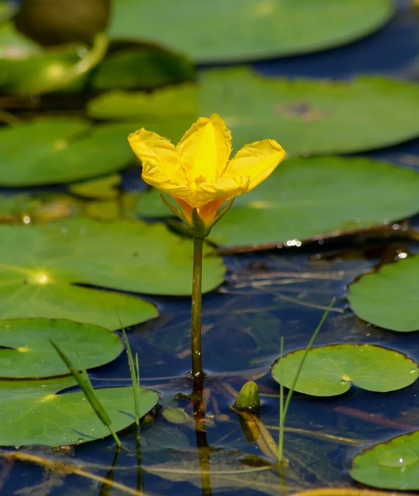 Растения рек фото Nymphoides peltata - Image of an specimen - Plantarium