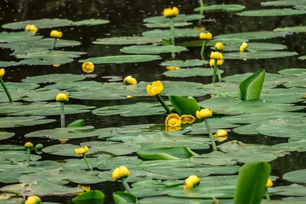 Растения рек фото Кубышка желтая (лат. Nuphar lutea) Саратовская область