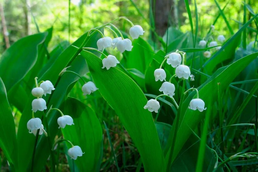 Растения россии фото Edgardio Chilini Theme Muguet - солнечный ландыш Отзывы покупателей Косметиста