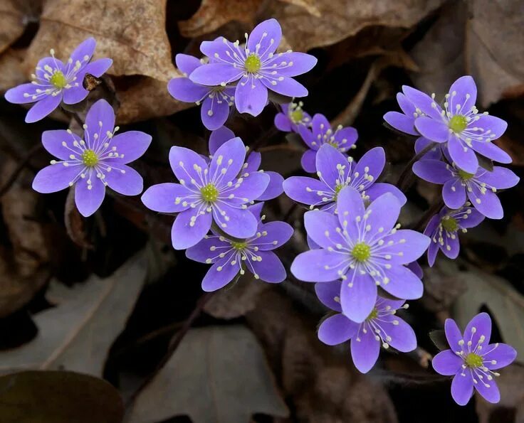 Растения россии фото Anemone hepatica - Hepatica nobilis - Ranunculaceae Planting flowers, Perennials