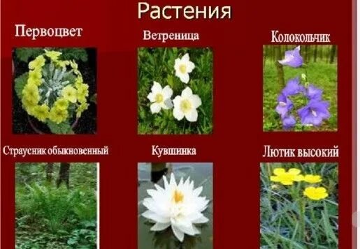 Растения россии фото и названия Educational organizations of the education department of the city of Karaganda -